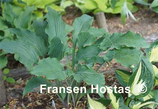 Hosta Venetian Star